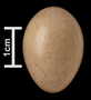 Cactus Wren egg