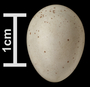 Eurasian Wren egg