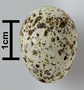 Great Reed-Warbler egg