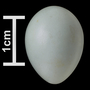 Collared Flycatcher egg