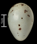 Varied Thrush egg