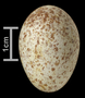 Long-billed Thrasher egg