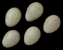 Curve-billed Thrasher egg