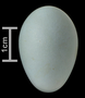 Crissal Thrasher egg