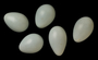 Common Starling egg