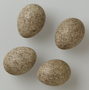 Berthelot's Pipit egg