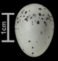 Cedar Waxwing egg