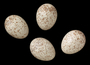 Worm-eating Warbler egg