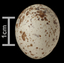 Lousiana Waterthrush egg