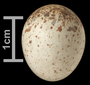 Northen Waterthrush egg