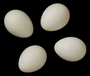 Bachman's Warbler egg