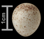 Tennesee Warbler egg