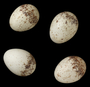 American Redstart egg