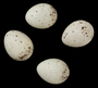 Chestnut-sided Warbler egg