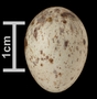 Blackpoll Warbler egg
