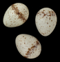 Pine Warbler egg