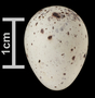 Yellow-throated Warbler egg