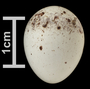 Black-throated Grey egg