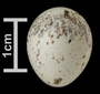 Townsend's Warbler egg