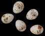 Hermit Warbler egg