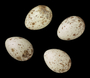 Golden-cheeked Warbler egg