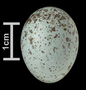 Grey-hooded Sierra egg