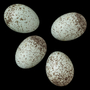 Grey-hooded Sierra egg