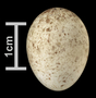 Darwin's finch egg