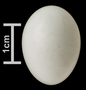 Rufous-crowned Sparrow egg