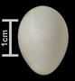 Cassin's Sparrow egg