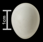 Bachman's Sparrow egg