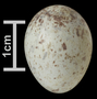 Sage Sparrow egg