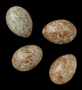 Fox Sparrow egg