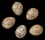 Song Sparrow egg