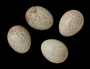 Harris's Sparrow egg