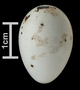 Tricolored Blackbird egg