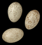 Yellow-headed Blackbird egg