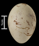 Montezuma Oropendola egg
