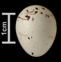 Red Crossbill egg
