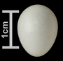 Lesser Goldfinch egg