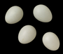 Lesser Goldfinch egg