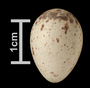 Apapane egg FMNH
