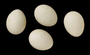 White-winged Snowfinch egg