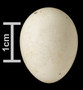 White-winged Snowfinch egg
