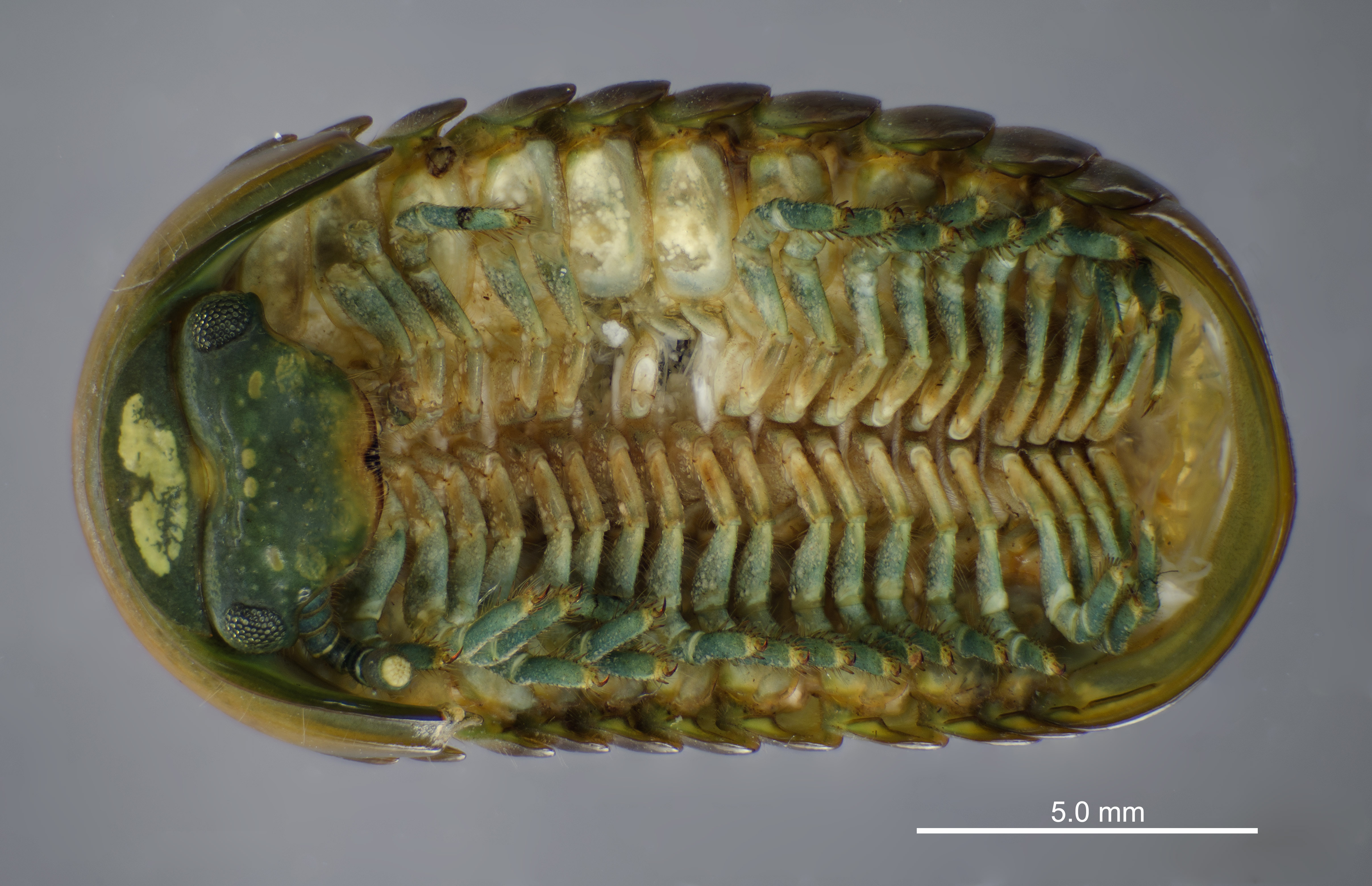 Zoosphaerium darthvaderi wesener bespalova 2010