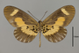 124154 Actinote sp v IN