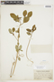 Euphorbia elliptica Lam., PERU, F