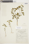 Euphorbia elliptica Lam., PERU, F