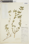 Euphorbia hirta L., BOLIVIA, F