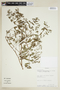 Euphorbia hypericifolia L., COLOMBIA, F